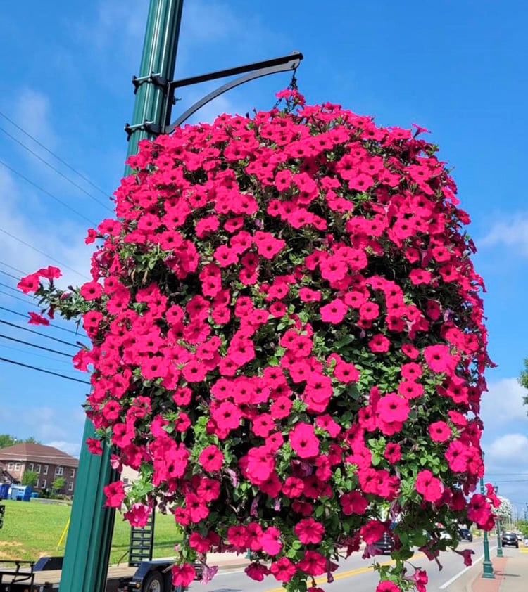 BloomGlory™ Lifelike Morning Blooms