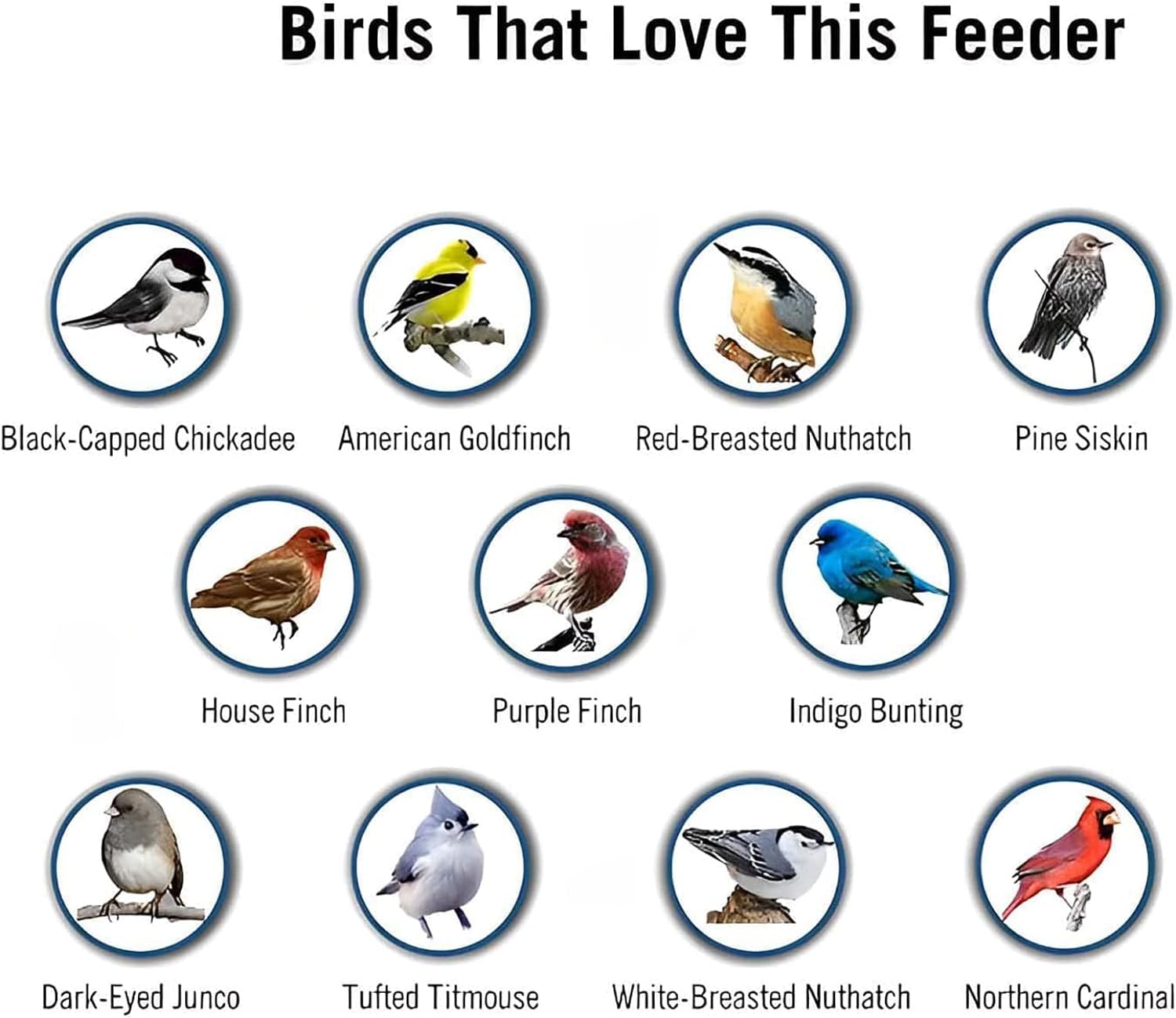 FeatherFeast™ Nurture Winged Friends