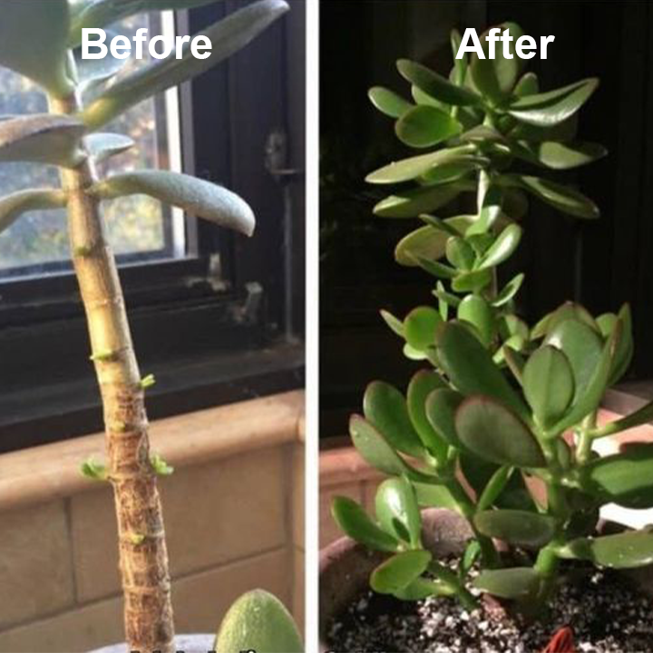 1+1 Free | VitalBloom™ Strengthen Plant Growth