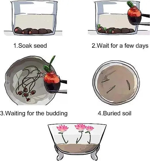 LushLotus™ Cultivate Natural Beauty