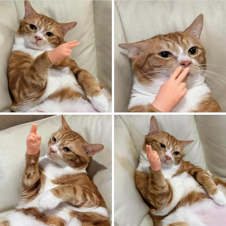 CatPal™ Instant Cat Engagement